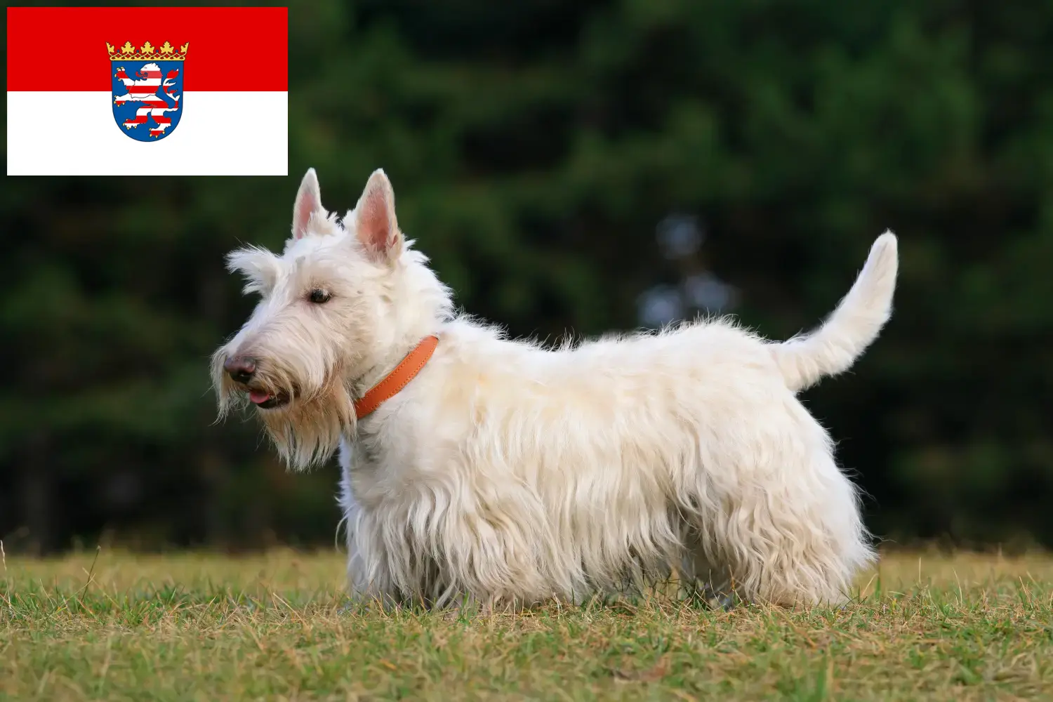 Skót terrier kiskutyák és tenyésztők Hessen Itt találhatsz skót terrier tenyésztőket Hessenben.