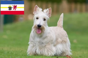 Read more about the article Skót terrier tenyésztők és kiskutyák Mecklenburg-Elő-Pomeránia tartományban