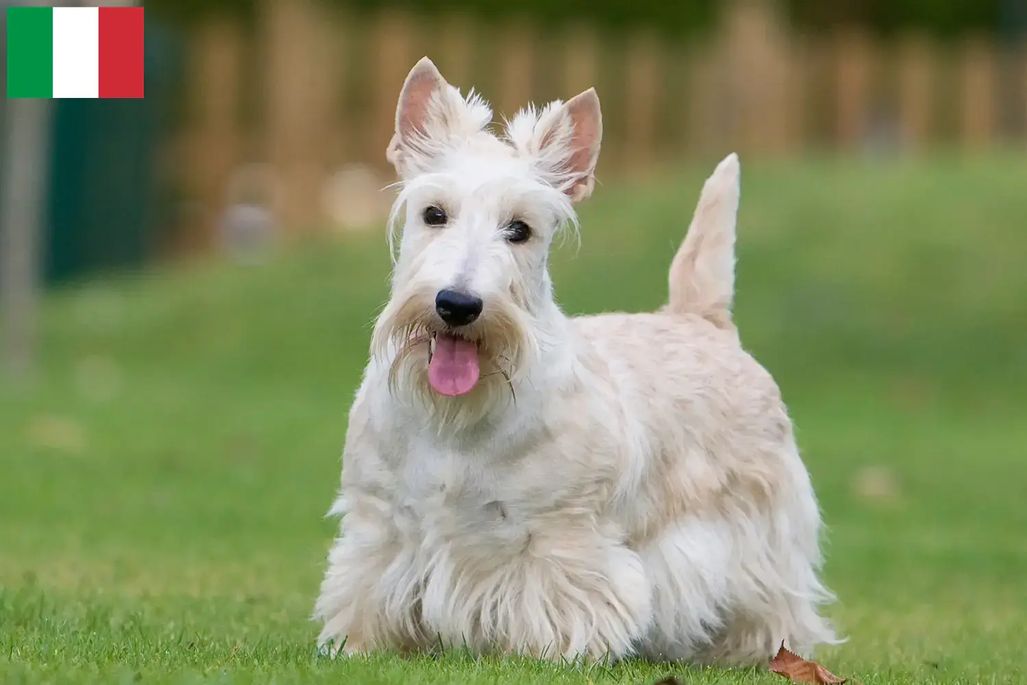 Skót terrier kiskutyák és tenyésztők Olaszország Olaszországi skót terrier tenyésztőket itt találsz.