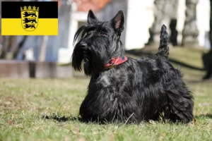 Read more about the article Skót terrier tenyésztők és kölykök Baden-Württembergben