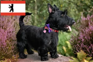 Read more about the article Skót terrier tenyésztők és kiskutyák Berlinben