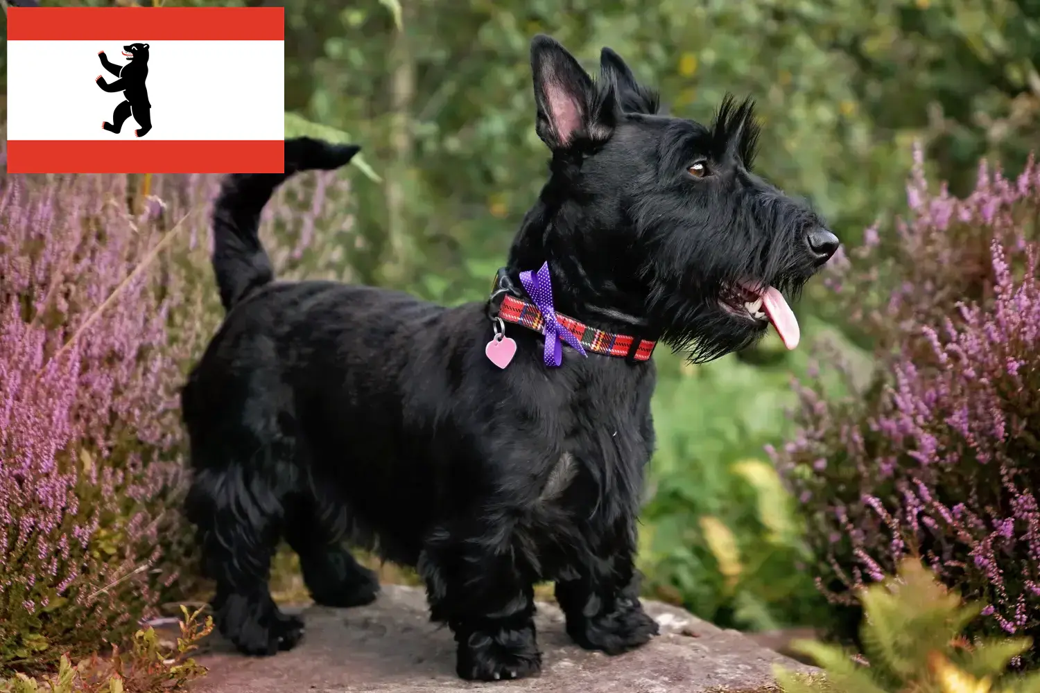 Read more about the article Skót terrier tenyésztők és kiskutyák Berlinben