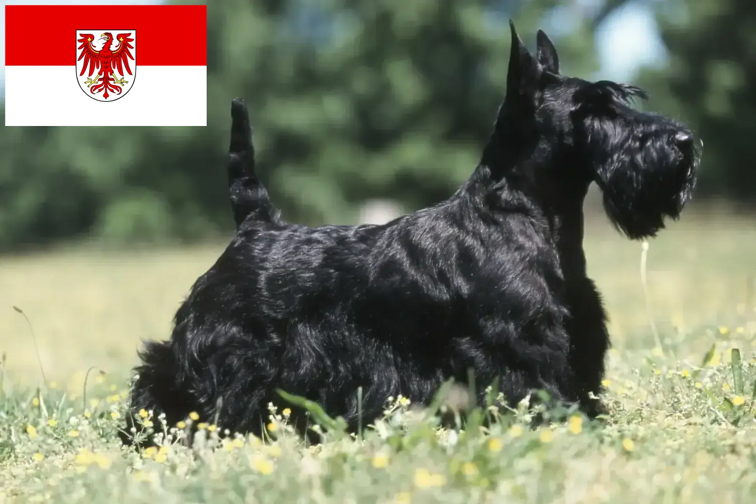Read more about the article Skót terrier tenyésztők és kölykök Brandenburgban