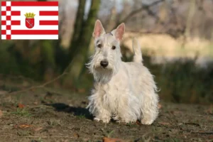 Read more about the article Skót terrier tenyésztők és kiskutyák Bréma területén