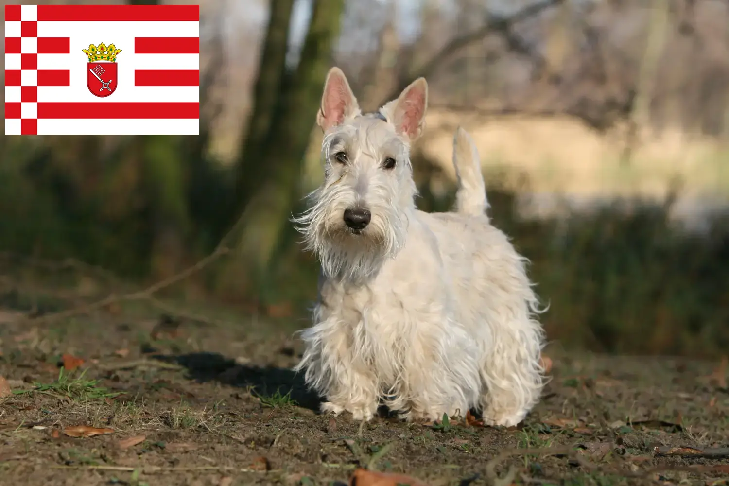 Read more about the article Skót terrier tenyésztők és kiskutyák Bréma területén