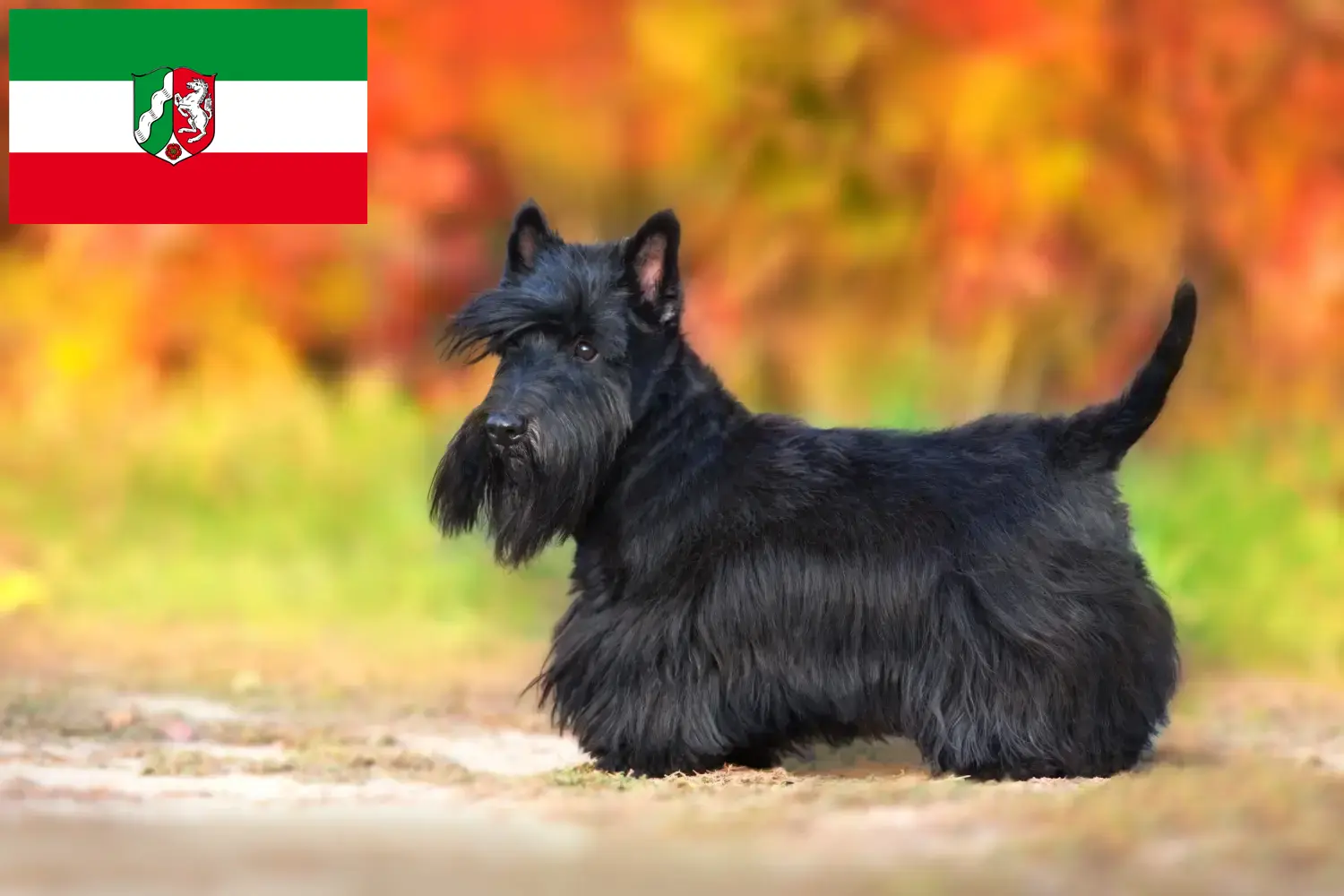 Skót terrier kiskutyák és tenyésztők Észak-Rajna-Vesztfália Keress skót terrier tenyésztőket Észak-Rajna-Vesztfália területén.