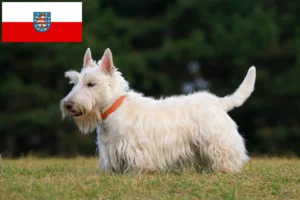Read more about the article Skót terrier tenyésztők és kölykök Türingiában