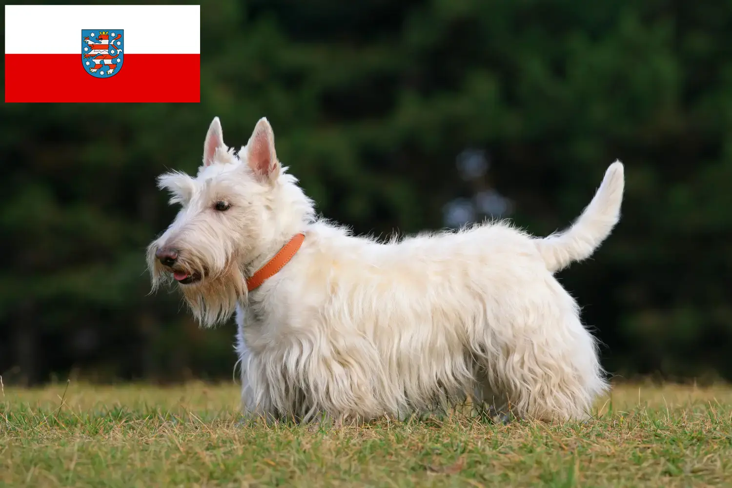 Read more about the article Skót terrier tenyésztők és kölykök Türingiában