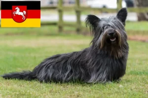 Read more about the article Skye Terrier tenyésztők és kiskutyák Alsó-Szászországban