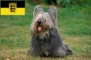 Read more about the article Skye Terrier tenyésztők és kölykök Baden-Württembergben