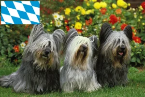 Read more about the article Skye Terrier tenyésztők és kölykök Bajorországban
