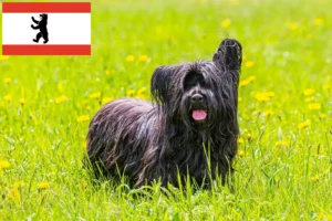 Read more about the article Skye Terrier tenyésztők és kölykök Berlinben
