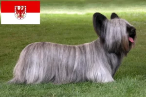 Read more about the article Skye Terrier tenyésztők és kölykök Brandenburgban