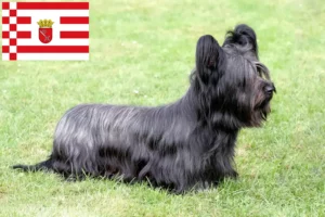 Read more about the article Skye Terrier tenyésztők és kölykök Brémában