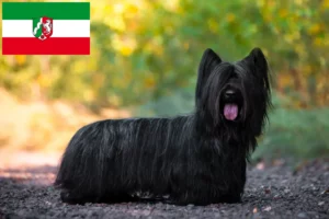 Read more about the article Skye Terrier tenyésztők és kiskutyák Észak-Rajna-Vesztfália területén