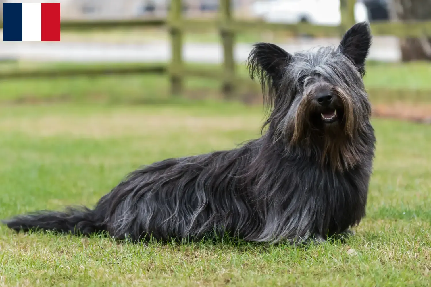 Skye Terrier kiskutyák és tenyésztők Franciaország Skye Terrier tenyésztőket Franciaországban itt találsz.