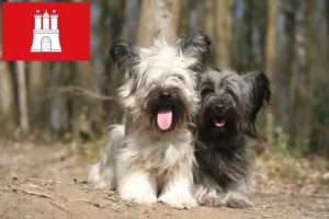 Read more about the article Skye Terrier tenyésztők és kölykök Hamburgban