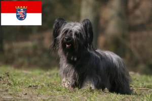 Read more about the article Skye Terrier tenyésztők és kölykök Hessenben