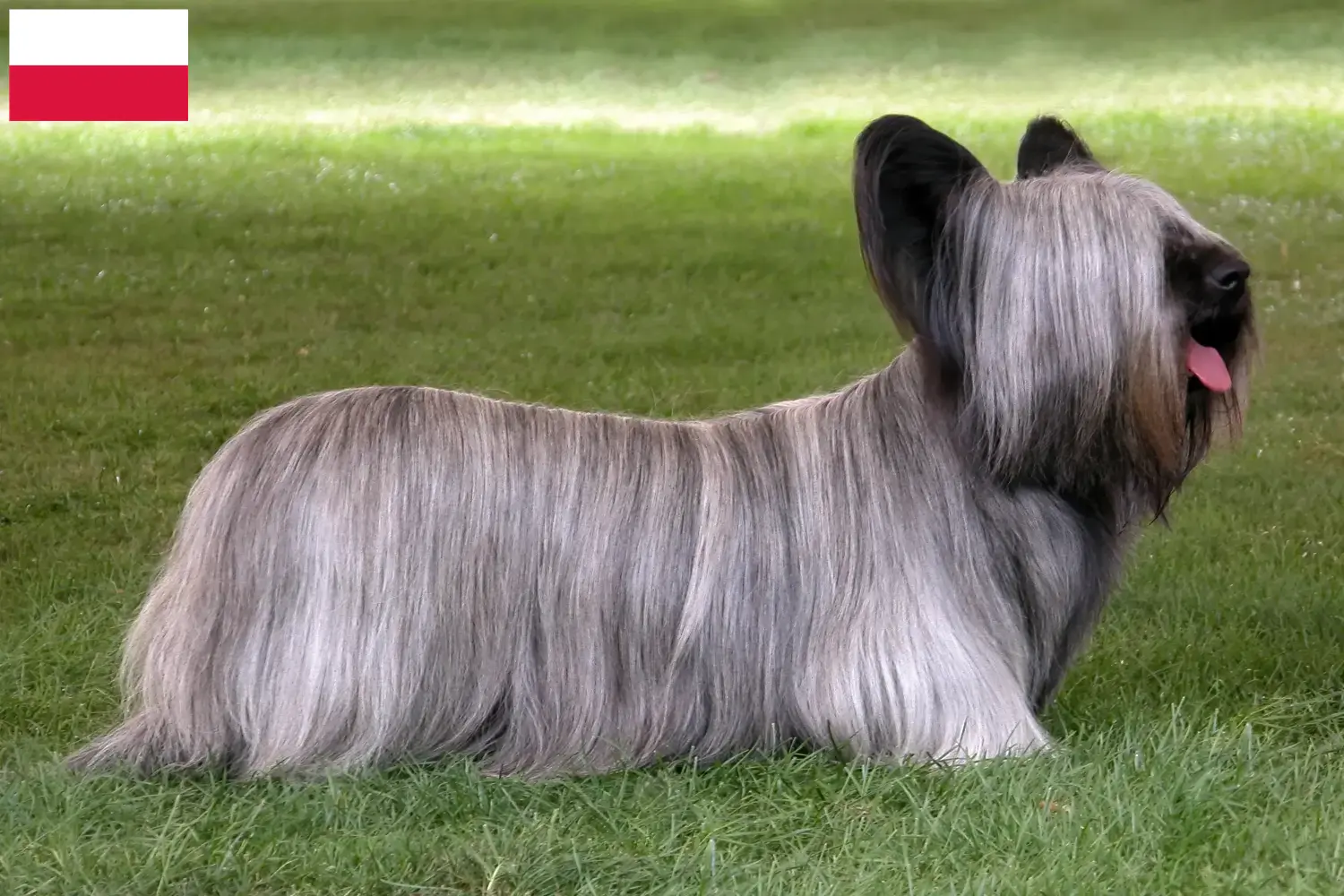 Skye Terrier kiskutyák és tenyésztők Lengyelország Találd meg a Skye Terrier tenyésztőket Lengyelországban itt.