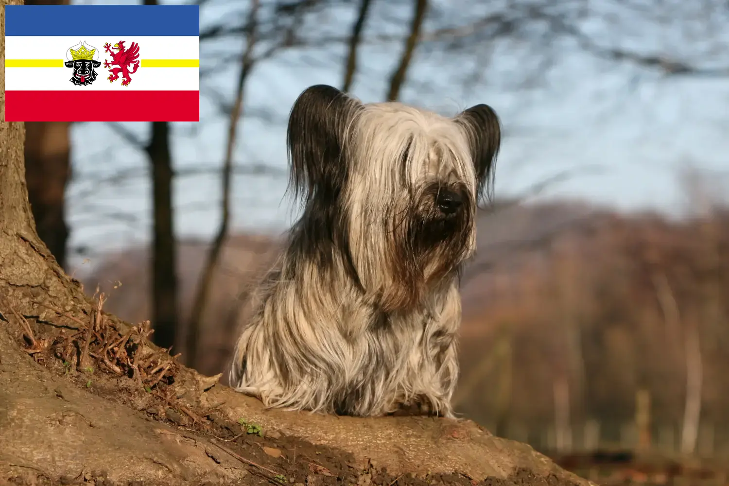 Read more about the article Skye Terrier tenyésztők és kölykök Mecklenburg-Vorpommernben