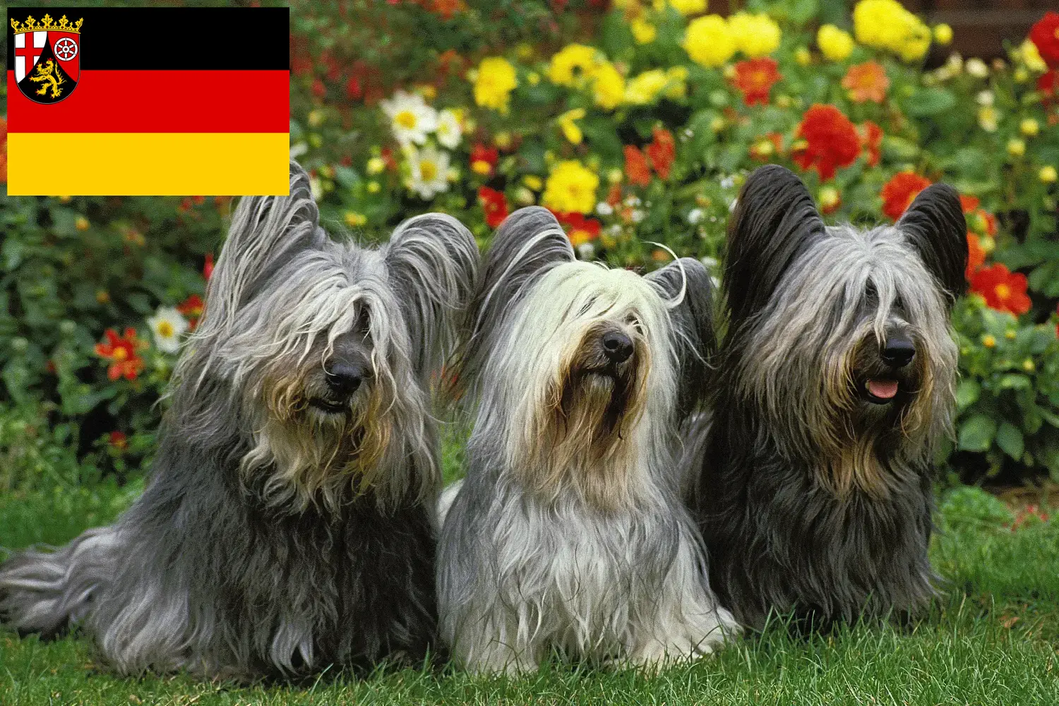 Read more about the article Skye Terrier tenyésztők és kölykök Rajna-vidék-Pfalzban
