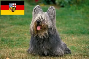 Read more about the article Skye Terrier tenyésztők és kölykök Saarlandban