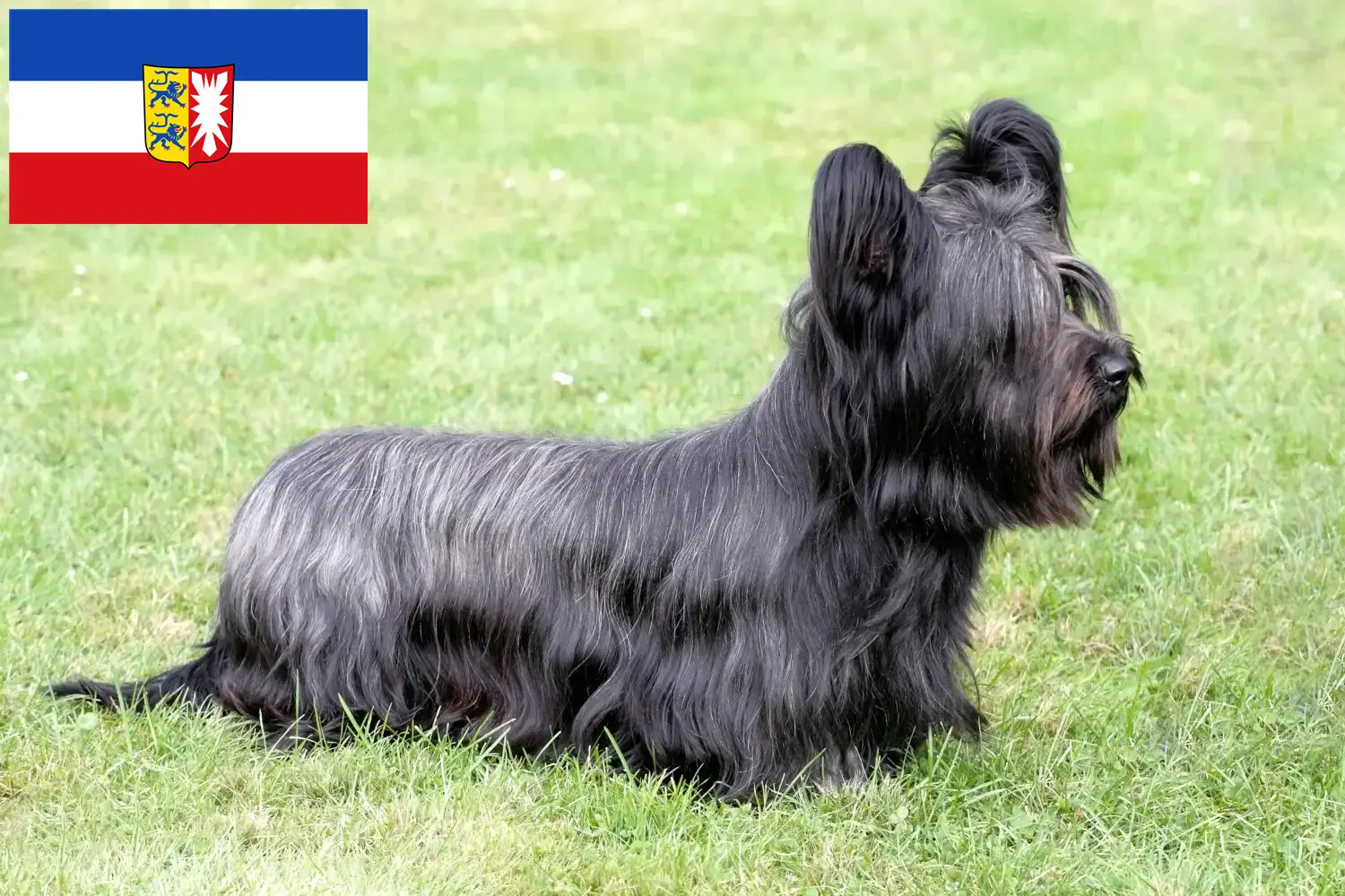 Read more about the article Skye Terrier tenyésztők és kiskutyák Schleswig-Holstein tartományban