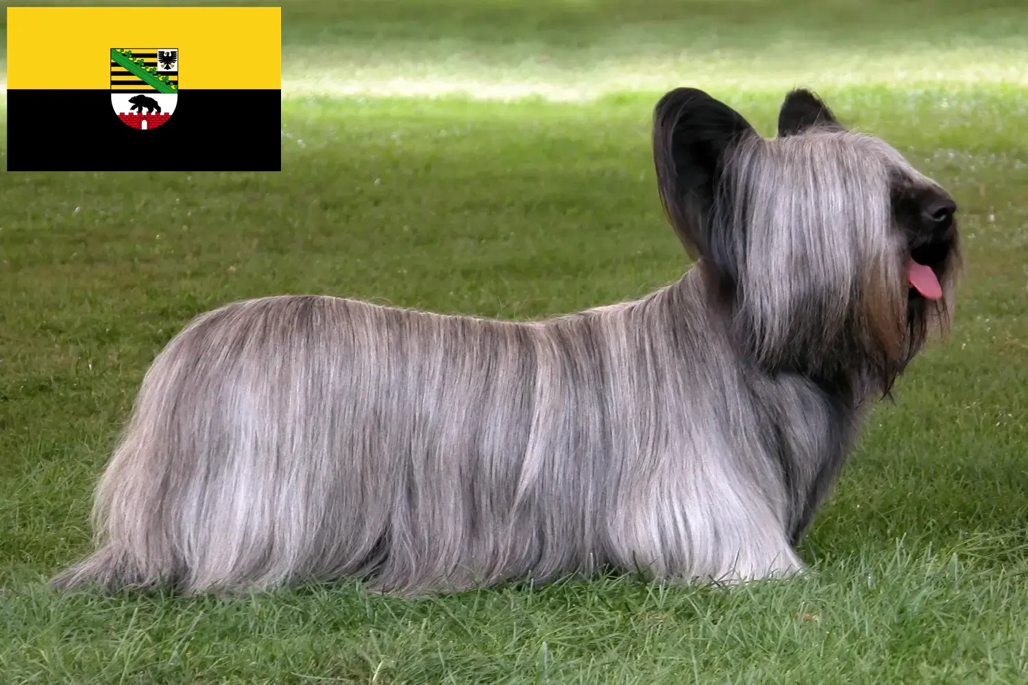 Skye Terrier kiskutyák és tenyésztők Szász-Anhalt tartományban Skye Terrier tenyésztőket Szász-Anhalt tartományban itt találsz.