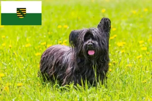 Read more about the article Skye Terrier tenyésztők és kölykök Szászországban