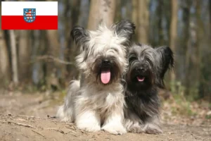 Read more about the article Skye Terrier tenyésztők és kölykök Türingiában