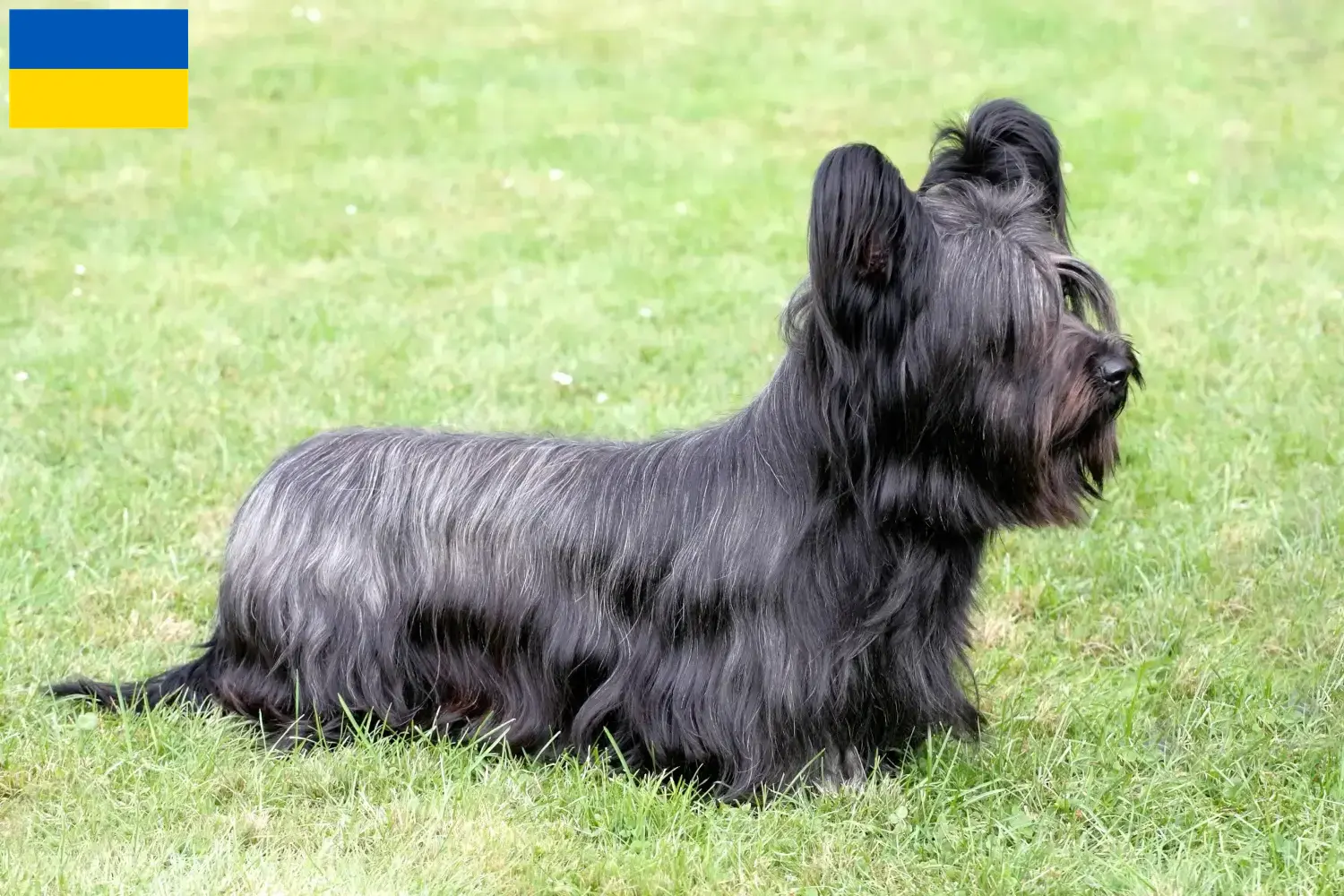 Skye Terrier kölykök és tenyésztők Ukrajna Skye Terrier tenyésztőket Ukrajnában itt találsz.
