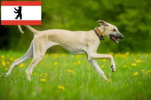 Read more about the article Sloughi tenyésztők és kiskutyák Berlinben