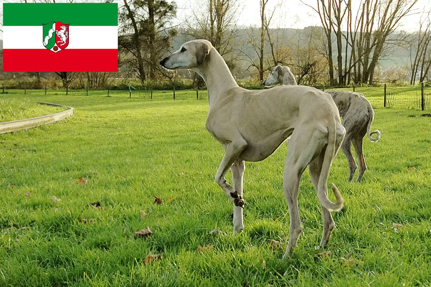 Sloughi kiskutyák és tenyésztők Észak-Rajna-Vesztfália Itt találhat Sloughis tenyésztőket Észak-Rajna-Vesztfáliában.