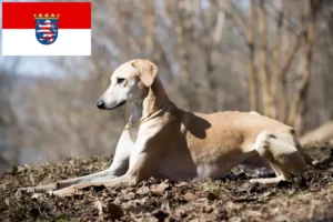 Read more about the article Sloughi tenyésztők és kölykök Hessenben