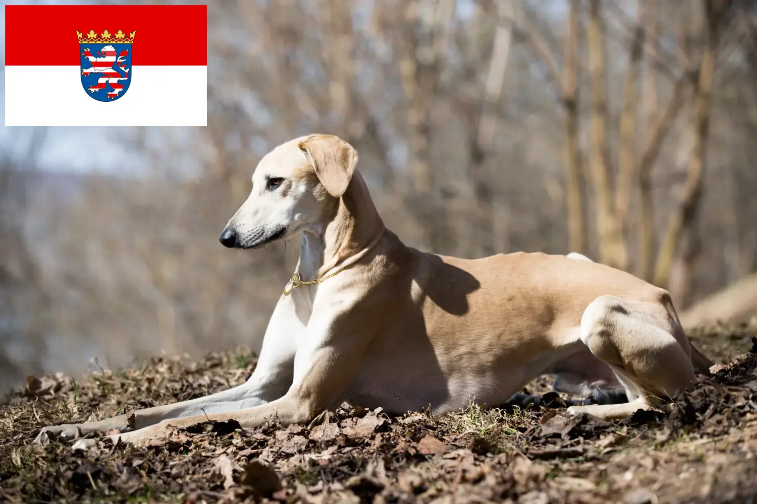 Sloughi kiskutyák és tenyésztők Hessen Itt találhat Sloughis tenyésztőket Hessenben.