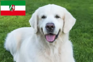 Read more about the article Slovensky Cuvac tenyésztők és kiskutyák Észak-Rajna-Vesztfália területén