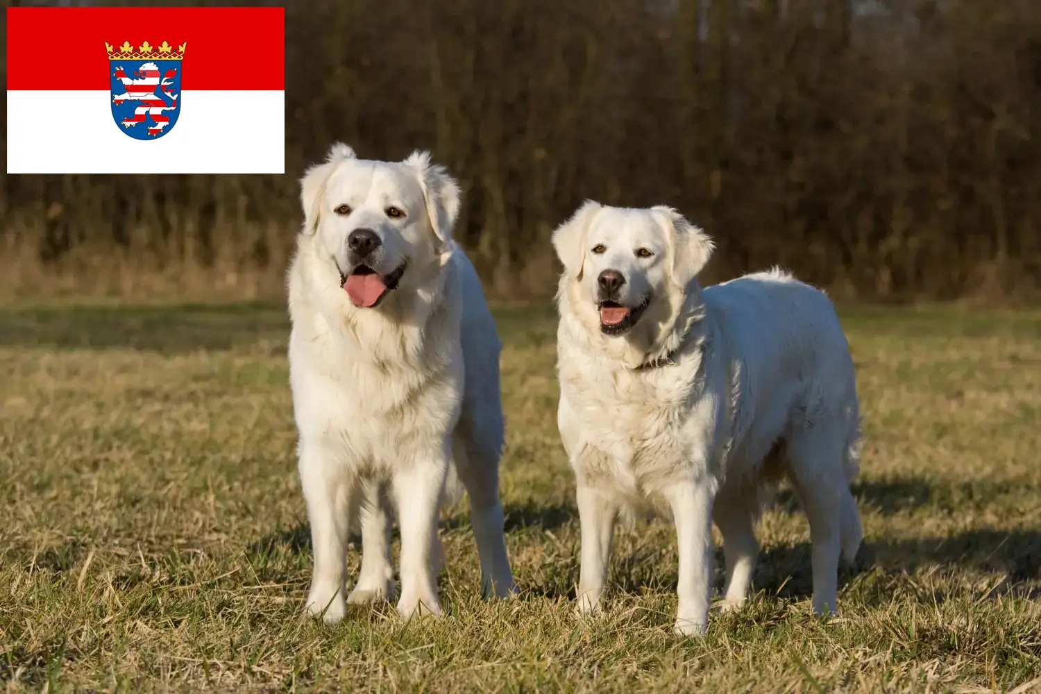Slovensky Cuvac kölyökkutyák és tenyésztők Hessen Itt megtalálja a hesseni Slovensky Cuvacs tenyésztőket.