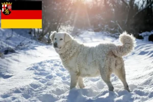 Read more about the article Slovensky Cuvac tenyésztők és kiskutyák Rajna-vidék-Pfalzban