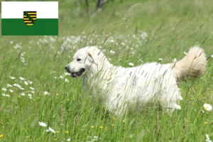 Read more about the article Slovensky Cuvac tenyésztők és kiskutyák Szászországban