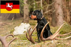 Read more about the article Slovenský kopov tenyésztők és kiskutyák Alsó-Szászországban