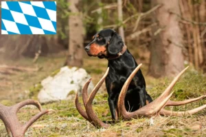 Read more about the article Slovenský kopov tenyésztők és kiskutyák Bajorországban
