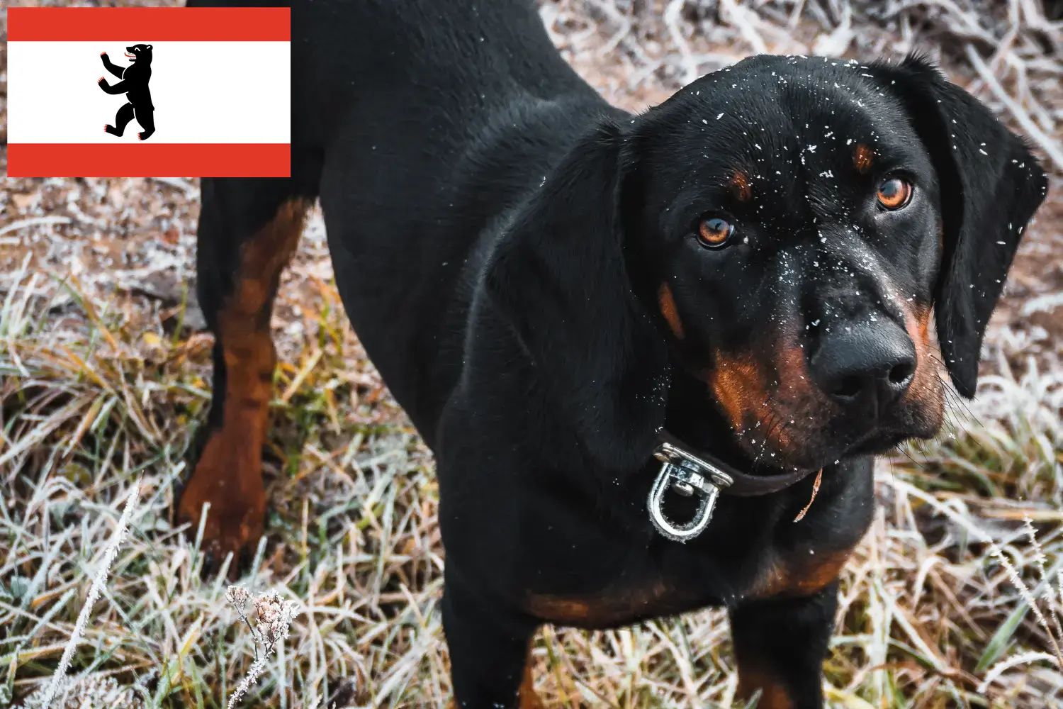 Read more about the article Slovenský kopov tenyésztők és kiskutyák Berlinben