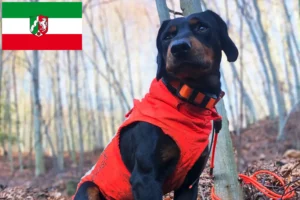 Read more about the article Slovenský kopov tenyésztők és kiskutyák Észak-Rajna-Vesztfália területén