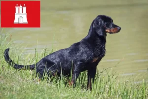 Read more about the article Slovenský kopov tenyésztők és kölykök Hamburgban
