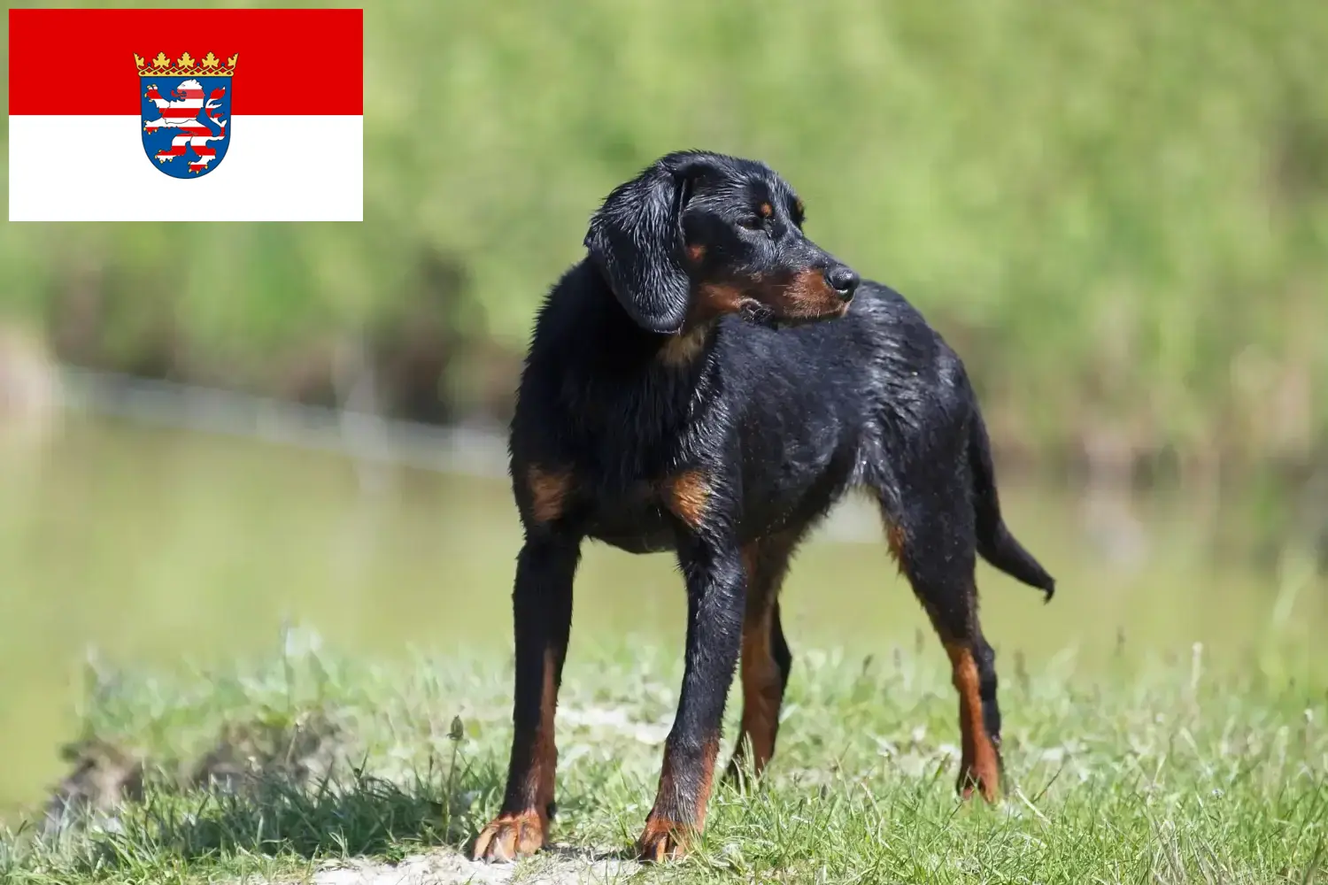 Read more about the article Slovenský kopov tenyésztők és kiskutyák Hessenben