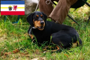 Read more about the article Slovenský kopov tenyésztők és kiskutyák Mecklenburg-Vorpommernben
