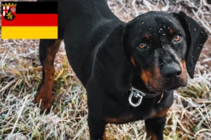Read more about the article Slovenský kopov tenyésztők és kiskutyák Rajna-vidék-Pfalzban