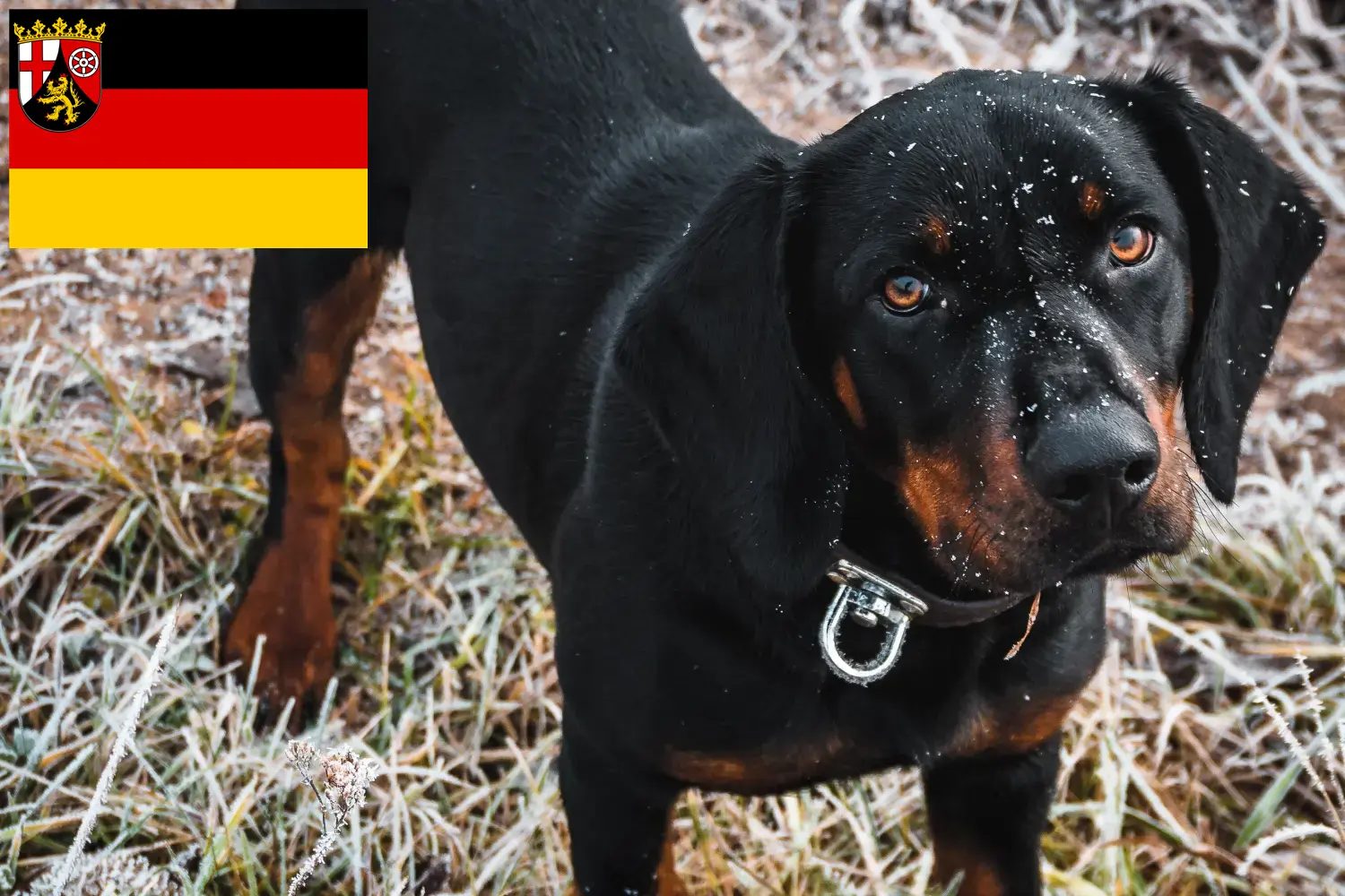 Slovenský kopov kiskutyák és tenyésztők Rajna-vidék-Pfalz Itt találhat Slovenský kopovs tenyésztőket Rheinland-Pfalzban.