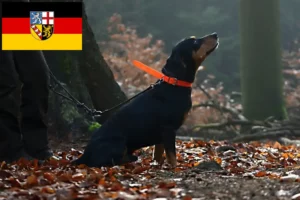 Read more about the article Slovenský kopov tenyésztők és kiskutyák Saarlandban