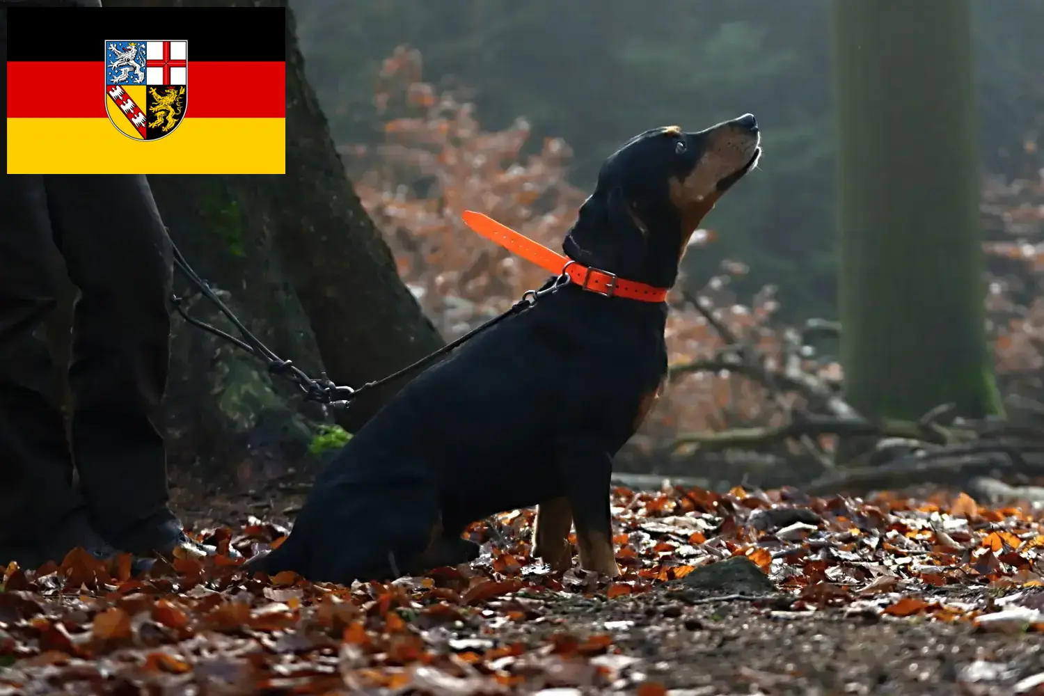 Slovenský kopov kölyökkutyák és tenyésztők Saar-vidék Itt találhat Slovenský kopovs tenyésztőket Saar-vidéken.